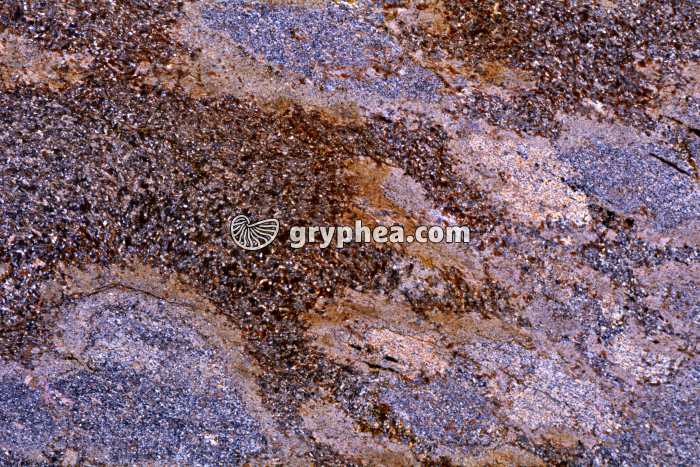 Micaschiste à cordiérite LPA x3,5 - gryphea.com